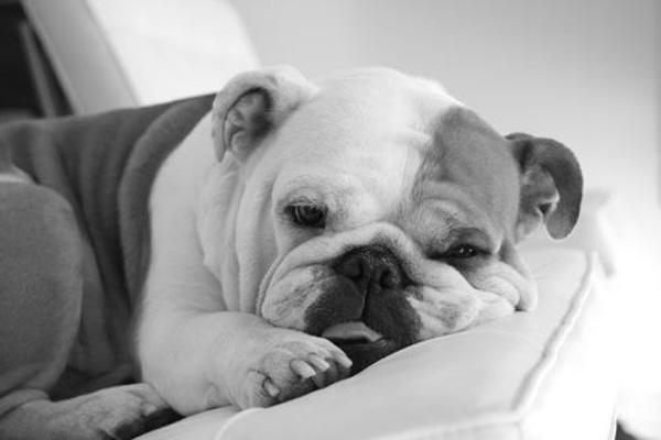 50 Cute Puppies I Adore
