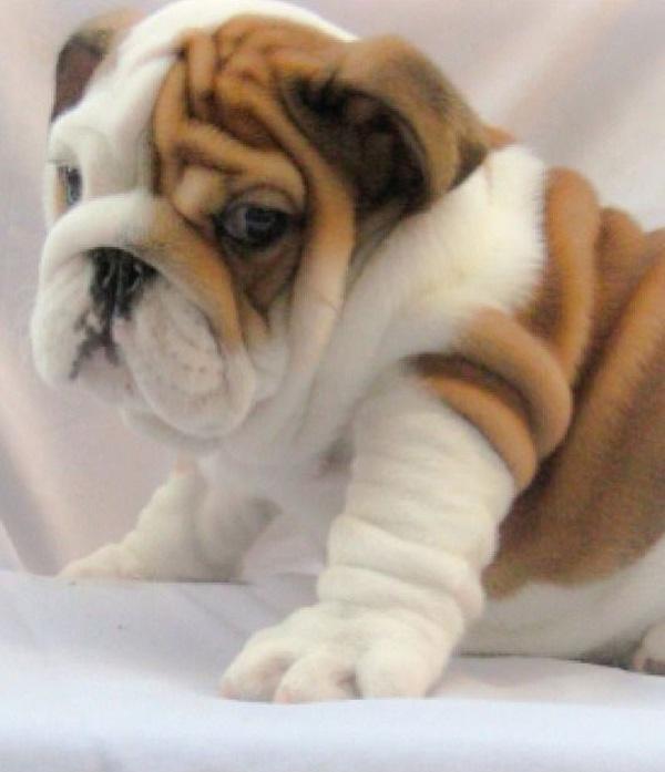 50 Cute Puppies I Adore