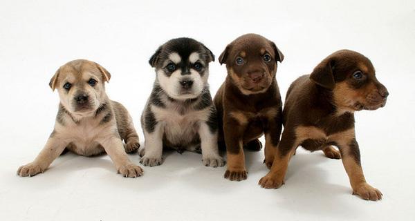 50 Cute Puppies I Adore