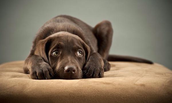 50 Cute Puppies I Adore