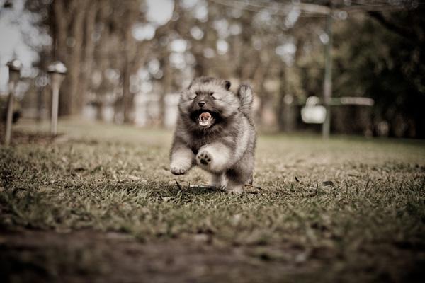 50 Cute Puppies I Adore