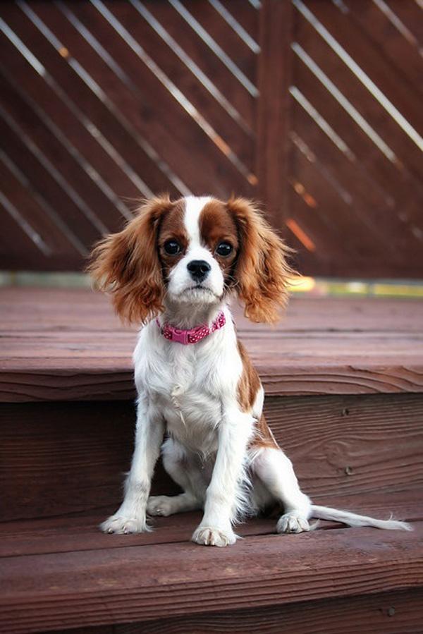 50 Cute Puppies I Adore