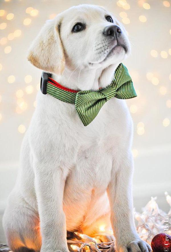 50 Cute Puppies I Adore