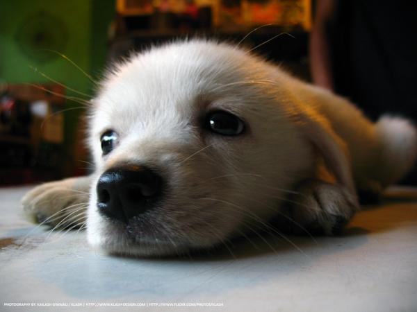 50 Cute Puppies I Adore