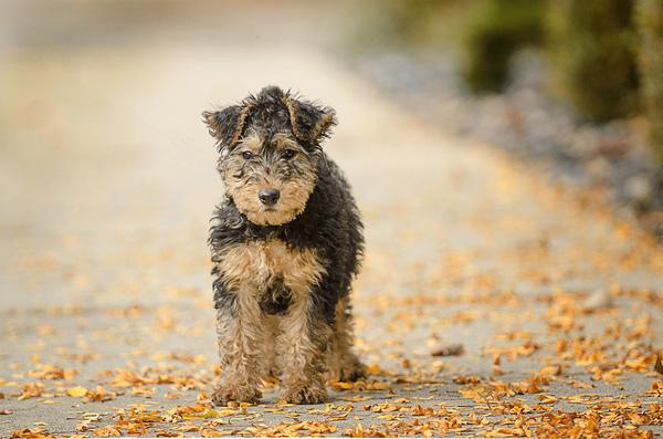 50 Cute Puppies I Adore