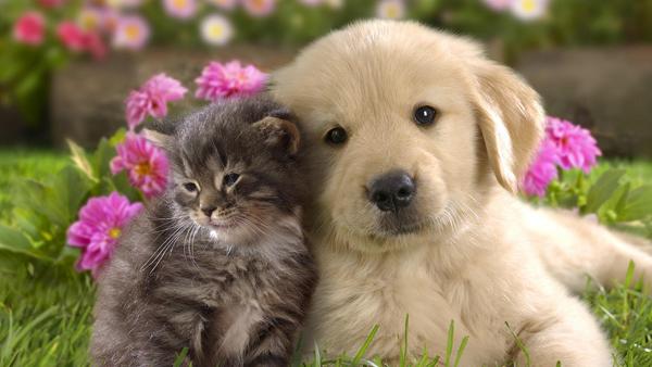 50 Cute Puppies I Adore