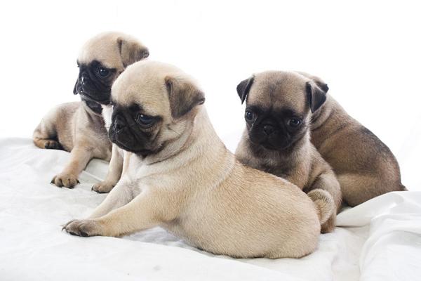 50 Cute Puppies I Adore