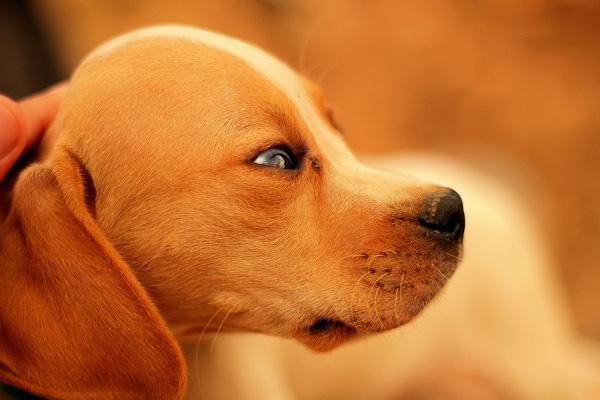 50 Cute Puppies I Adore