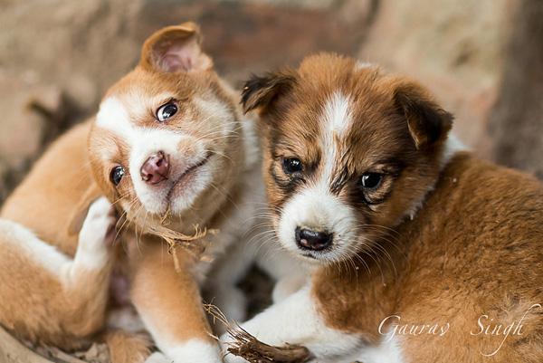 50 Cute Puppies I Adore