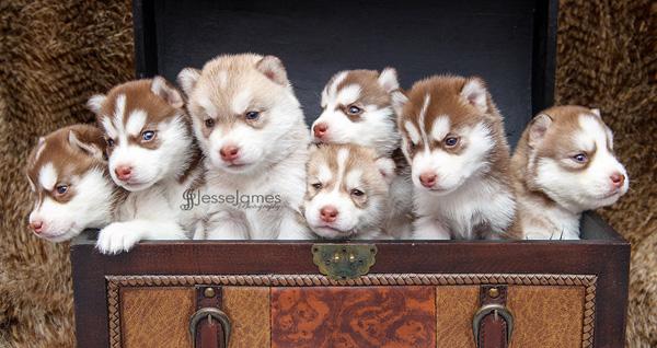 50 Cute Puppies I Adore
