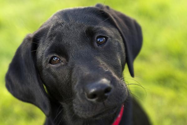50 Cute Puppies I Adore