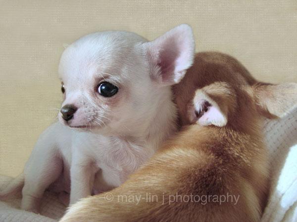 50 Cute Puppies I Adore