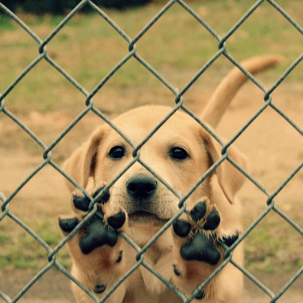 50 Cute Puppies I Adore