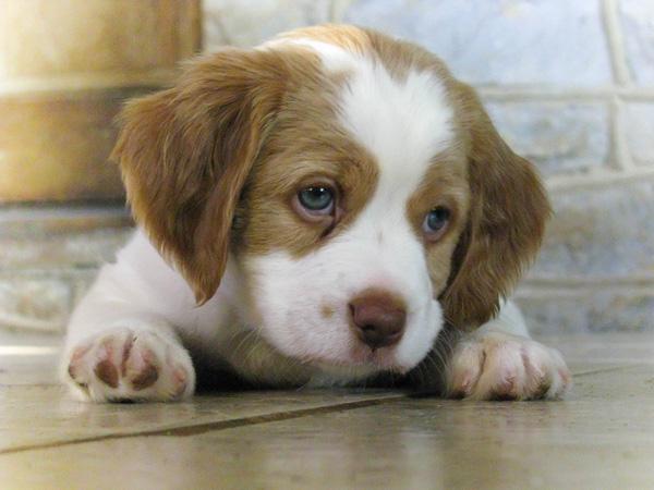 50 Cute Puppies I Adore
