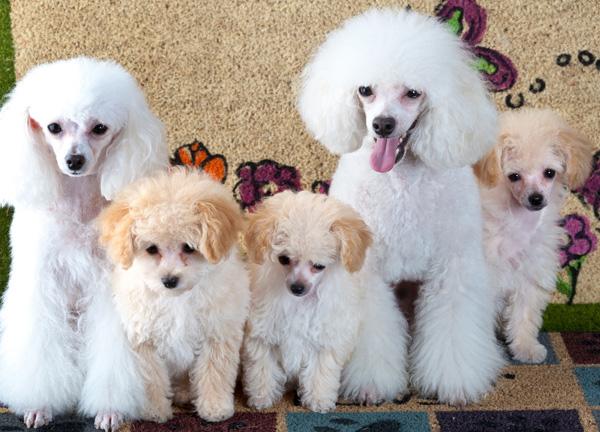 50 Cute Puppies I Adore