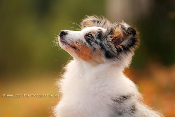 50 Cute Puppies I Adore