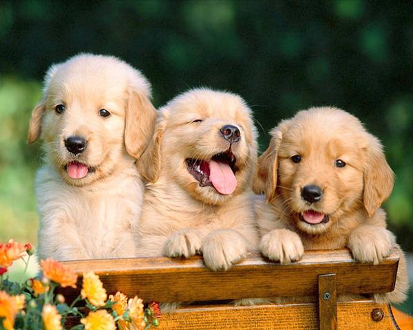 50 Cute Puppies I Adore