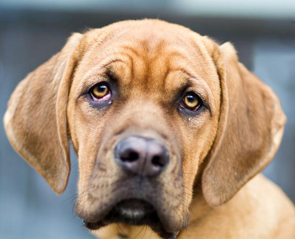 50 Cute Puppies I Adore