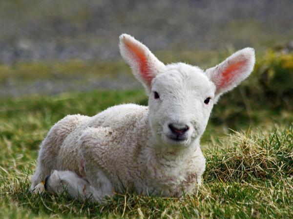 Cute Animals