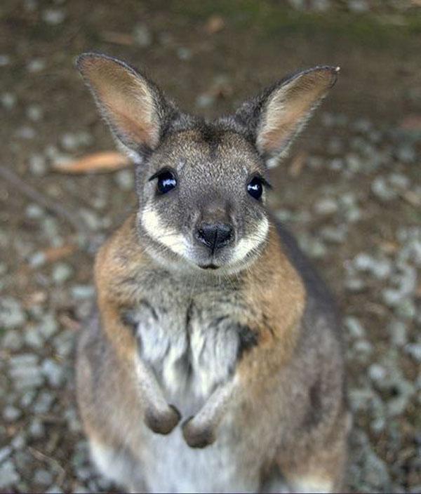 Cute Animals