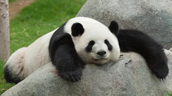 Cute Animals