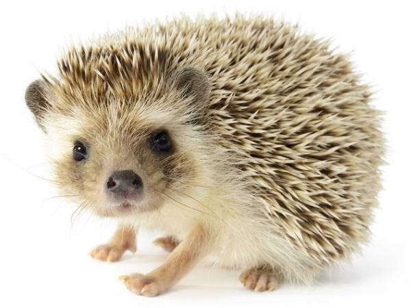 Cute Animals