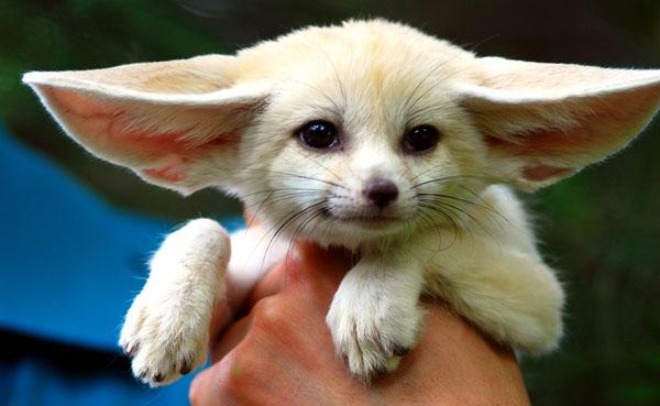 Cute Animals