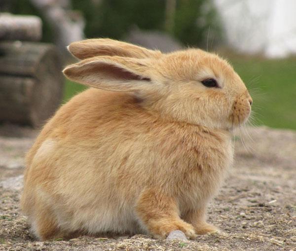 Cute Animals