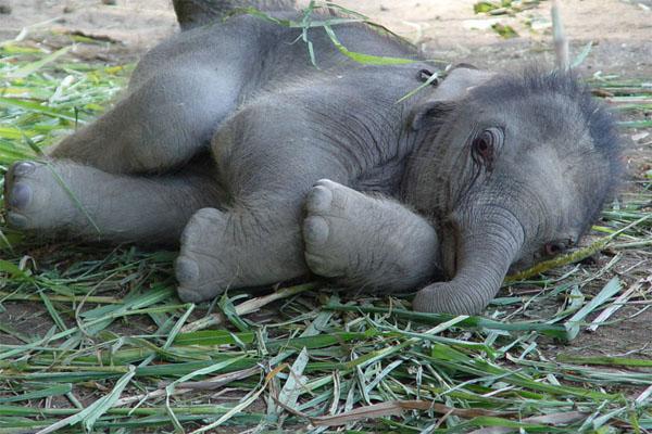 Cute Animals