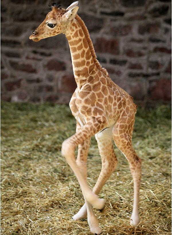 Cute Animals