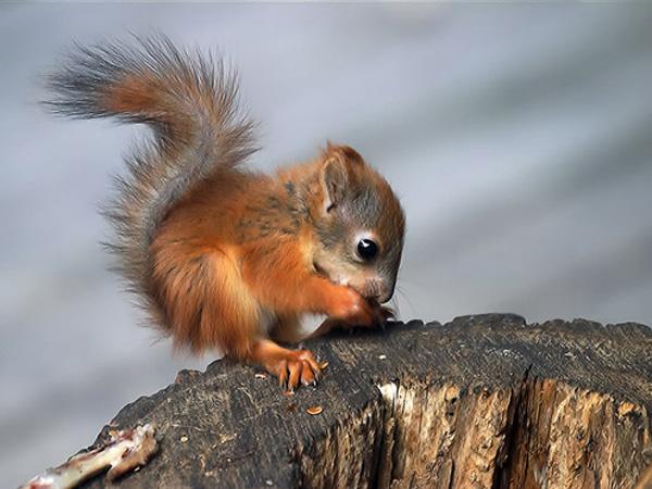 Cute Animals