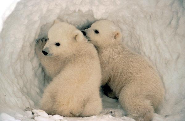 Cute Animals