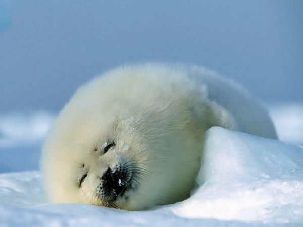 Cute Animals