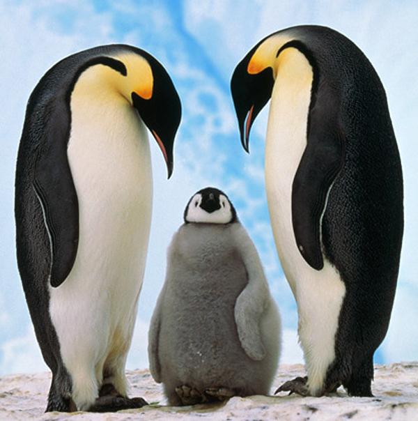 Cute Animals