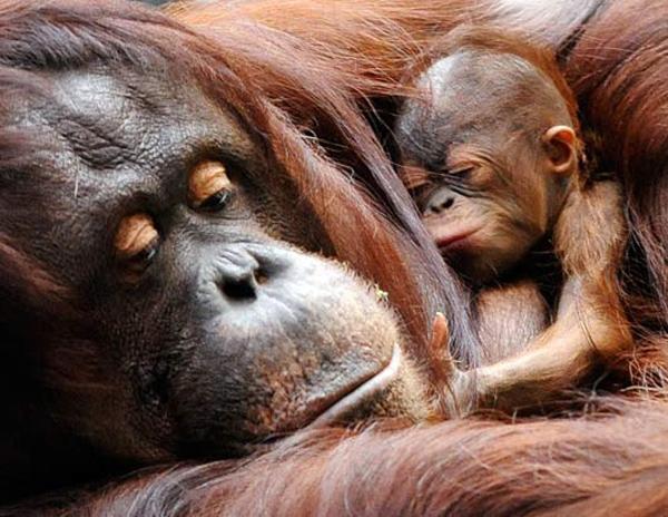 Cute Animals