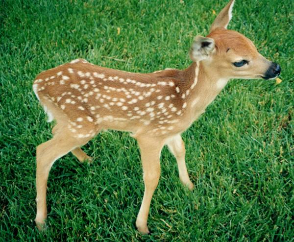 Cute Animals