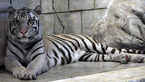 Cute Animals