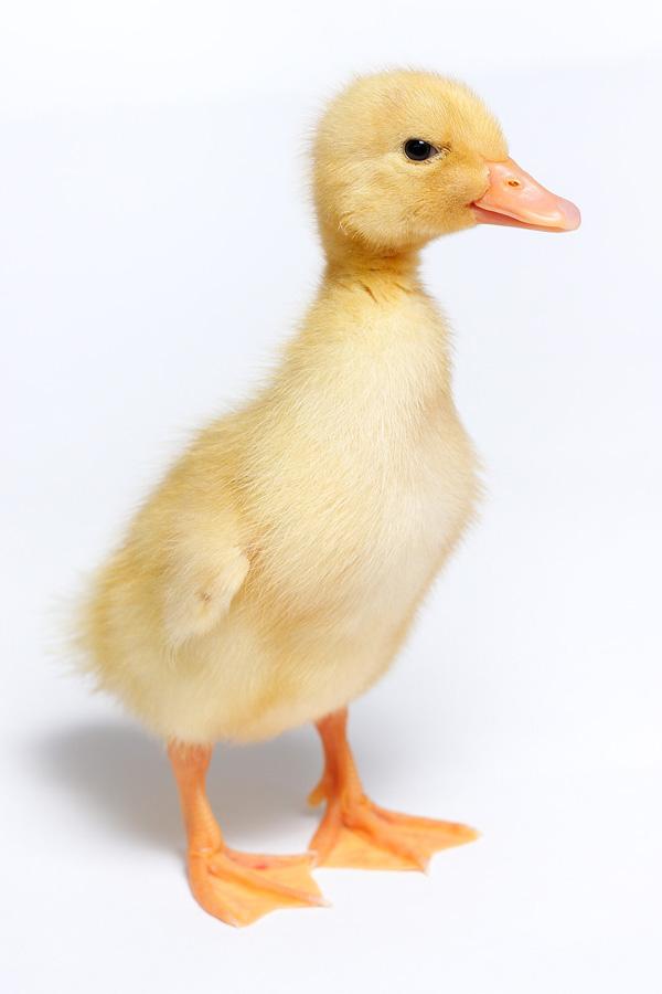 Cute Animals