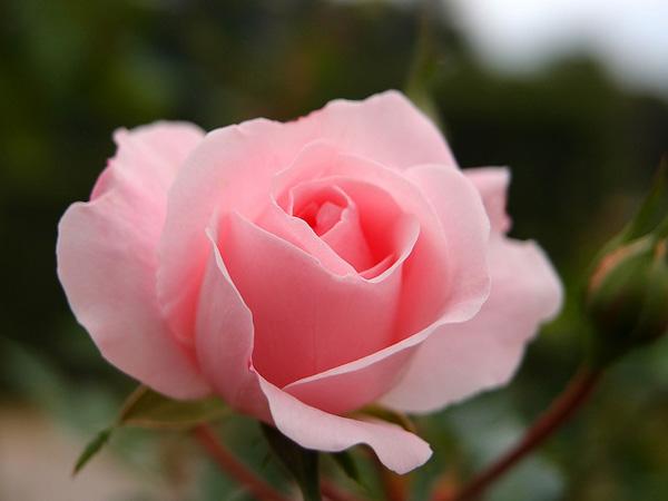 The beauty of Pink flowers