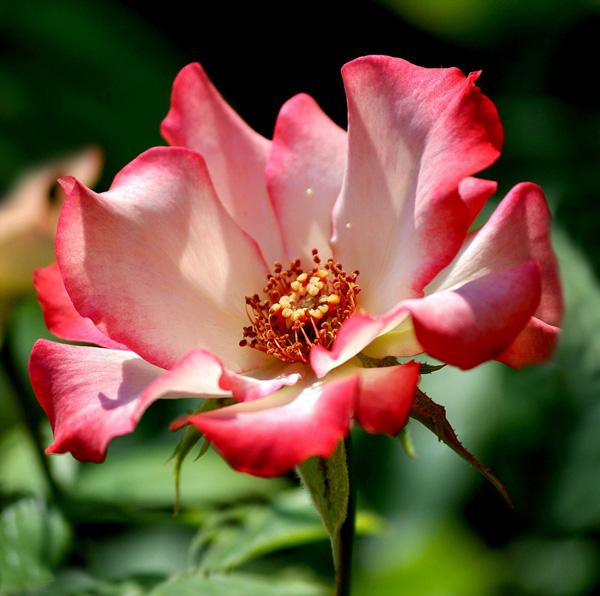 The beauty of Pink flowers