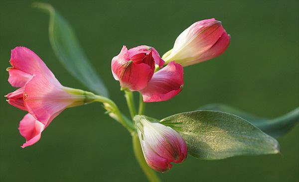 The beauty of Pink flowers