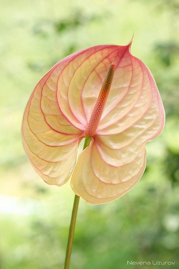 The beauty of Pink flowers