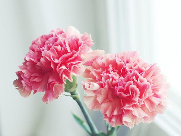 The beauty of Pink flowers