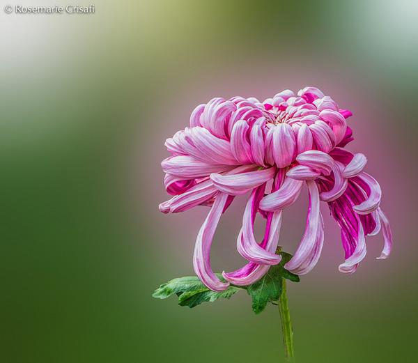 The beauty of Pink flowers