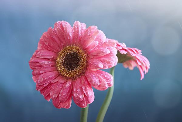 The beauty of Pink flowers