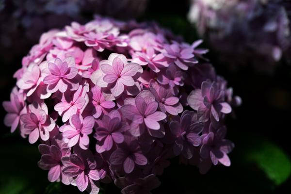 The beauty of Pink flowers