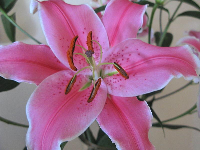 The beauty of Pink flowers