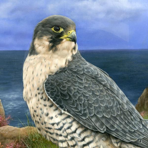 Wildlife Paintings by Carl Whitfield