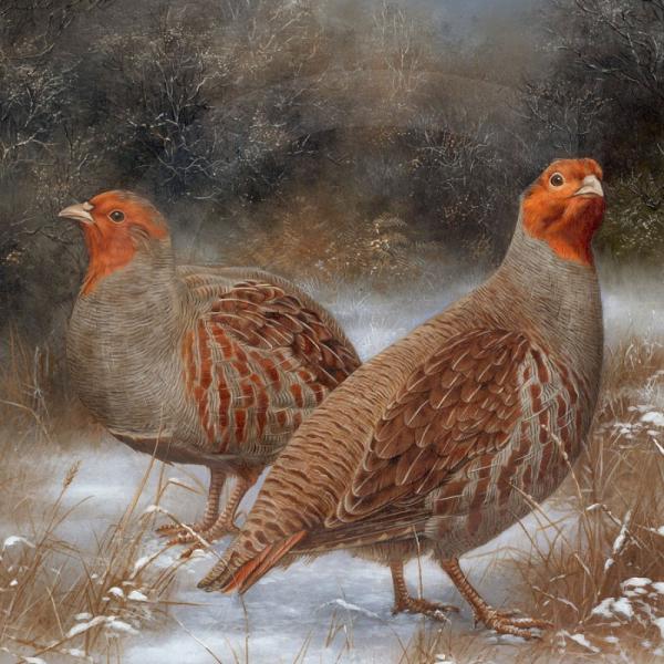 Wildlife Paintings by Carl Whitfield