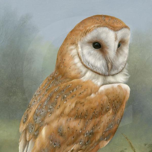 Wildlife Paintings by Carl Whitfield